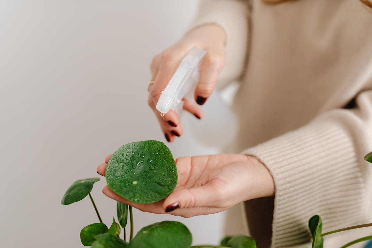 Una mano cuidando y regando una planta de interior junto a un ordenador, metáfora de mantenimiento web constante